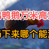 把鸡鸭鹅从1万米高空扔下来，哪个会安全着陆