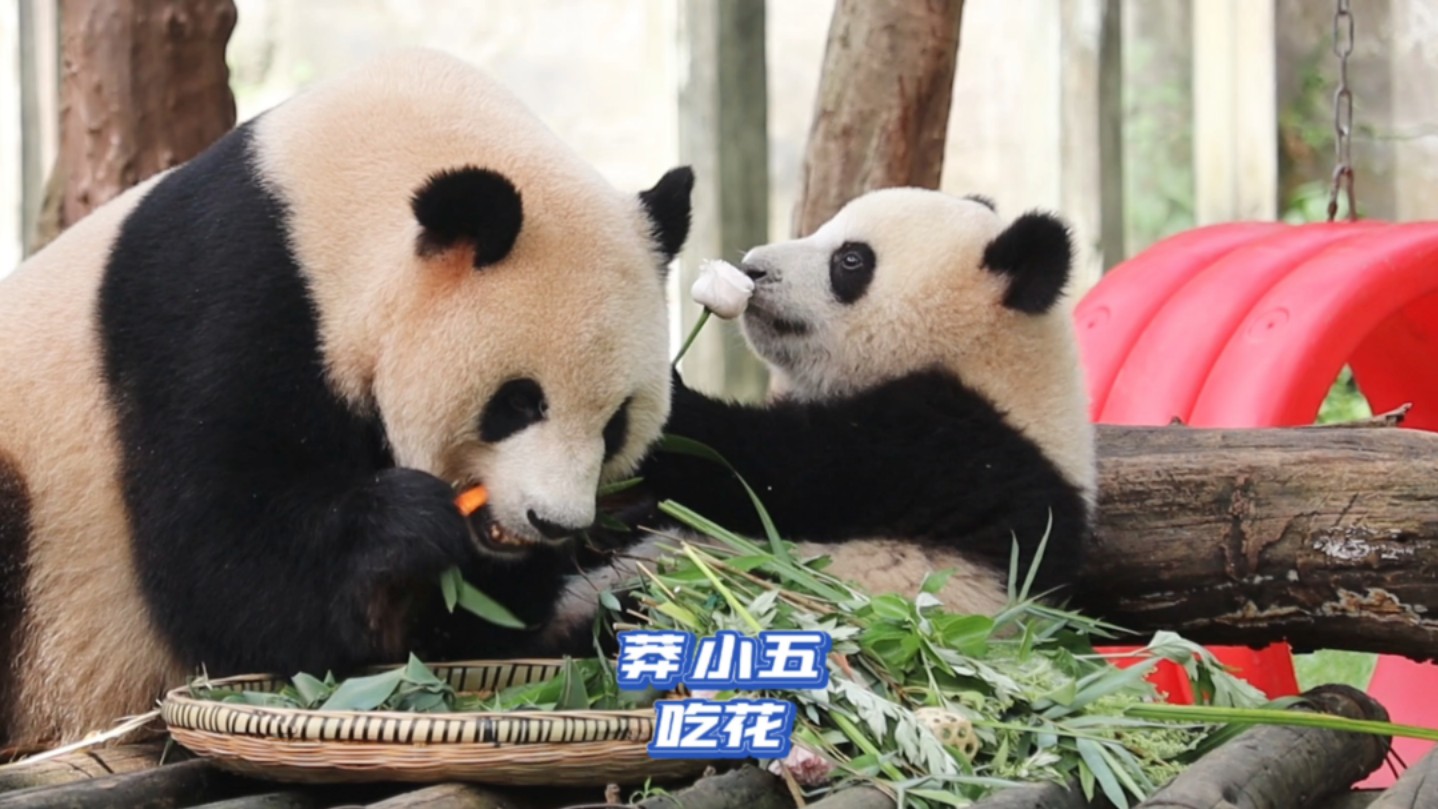 大熊猫莽小五｜笑不活了！小五把一整朵花放进嘴里尝了一下味道！