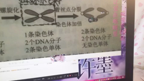 染色体 dna 染色单体区分及条数鉴别方法 哔哩哔哩 つロ干杯 bilibili