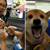 请注意音量！柴犬去美容院剪个指甲惨叫声也太犀利了