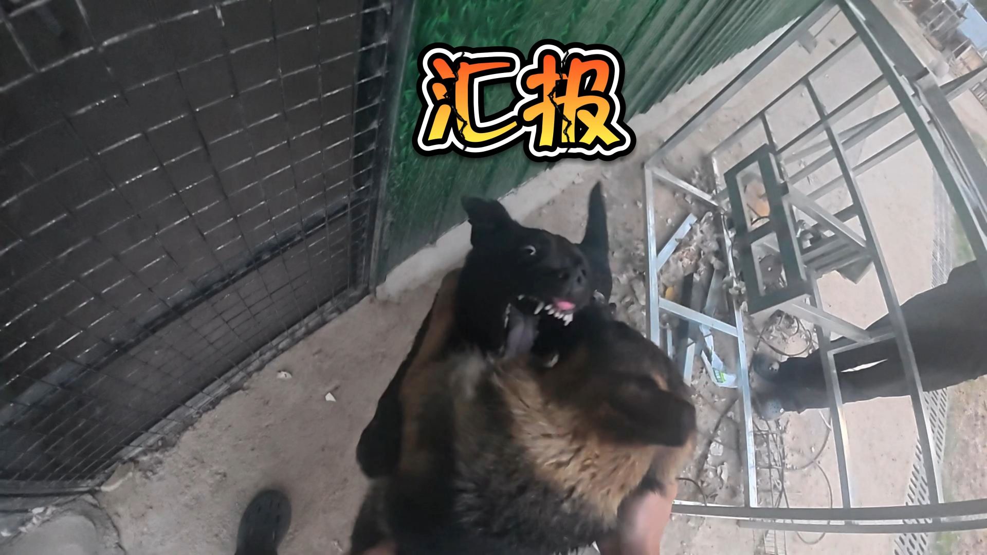 恭喜我们小院迎来新的生命！