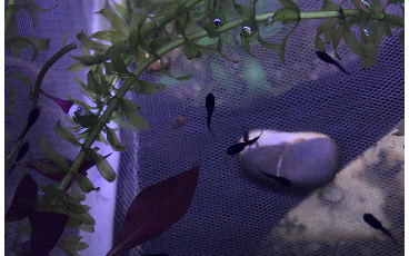 很久之前的黑玛丽鱼苗