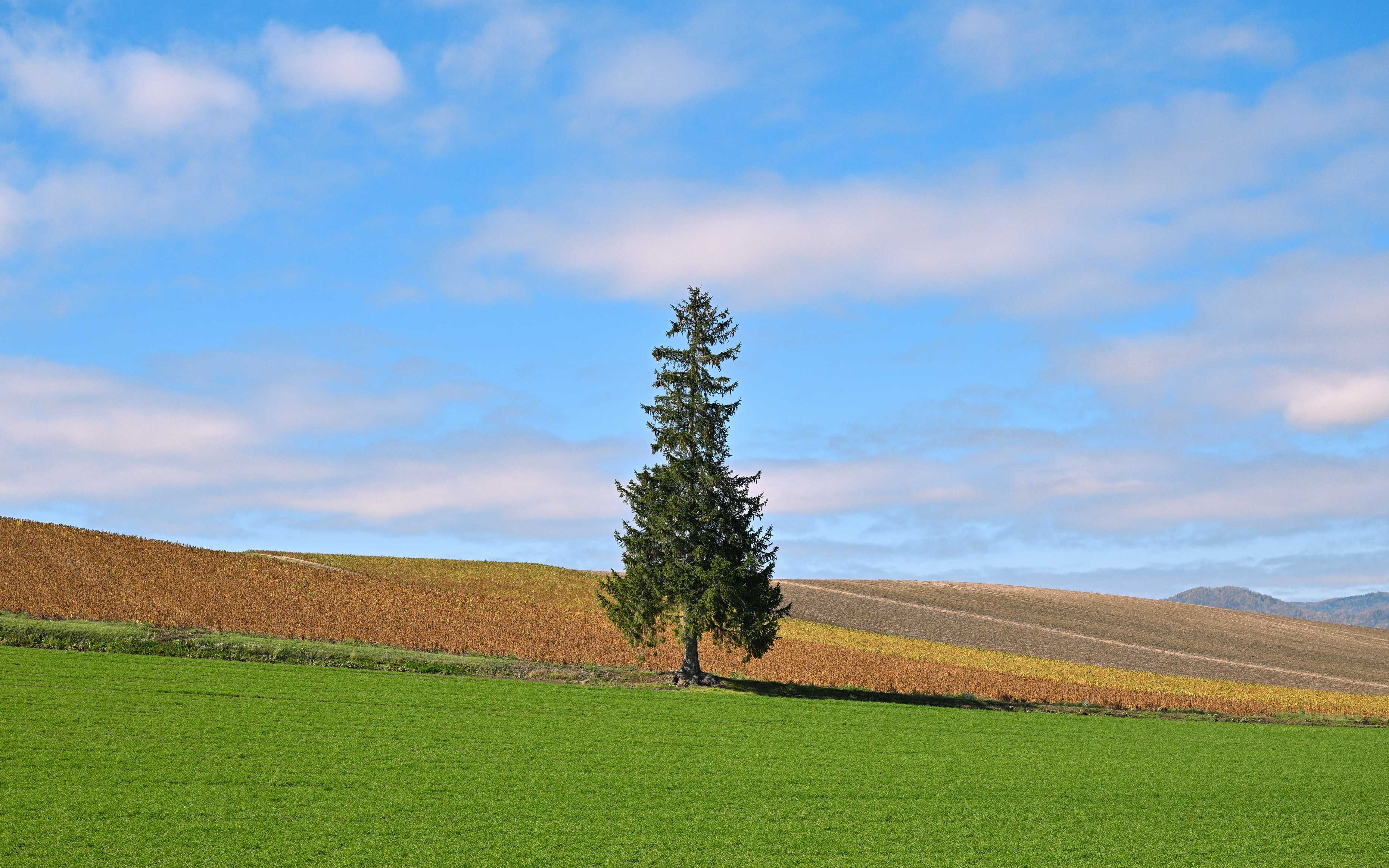 和这颗树一样，我也孤单了