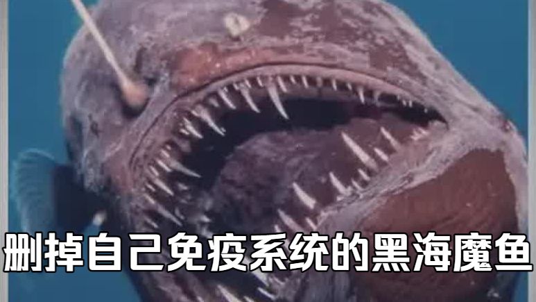 这条鱼删掉了自己的免疫系统，却比人类多活了一亿年
