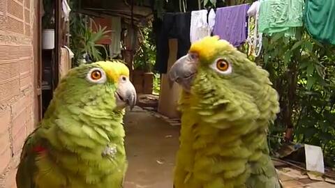 0d51e33cd7b6417b1f811ec448f7c4ef954a2f5a.jpg@480w_270h_1c