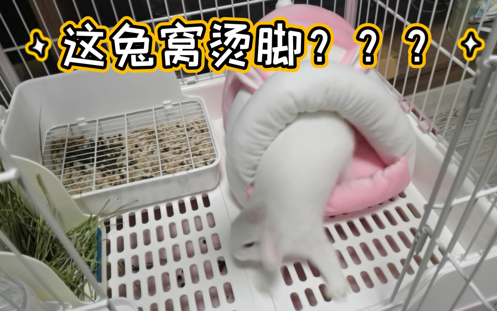 兔兔亲自告诉你，它到底喜不喜欢棉窝？