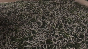 收割机视频收稻子 0d6bb1f4b5b384003539f6c3bfa58950d14e850f.jpg@280w_158h_1c_100q.jpg