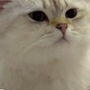 小猫咪无法拒绝的爆籽小鱼干！一天三四条，营养又美味