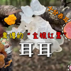 好看又养耳的野生木耳