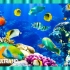 ⚜4K超清⚜《水族馆》美丽的珊瑚礁鱼?睡眠放松冥想音乐＂电脑/平板电视屏幕保护程序