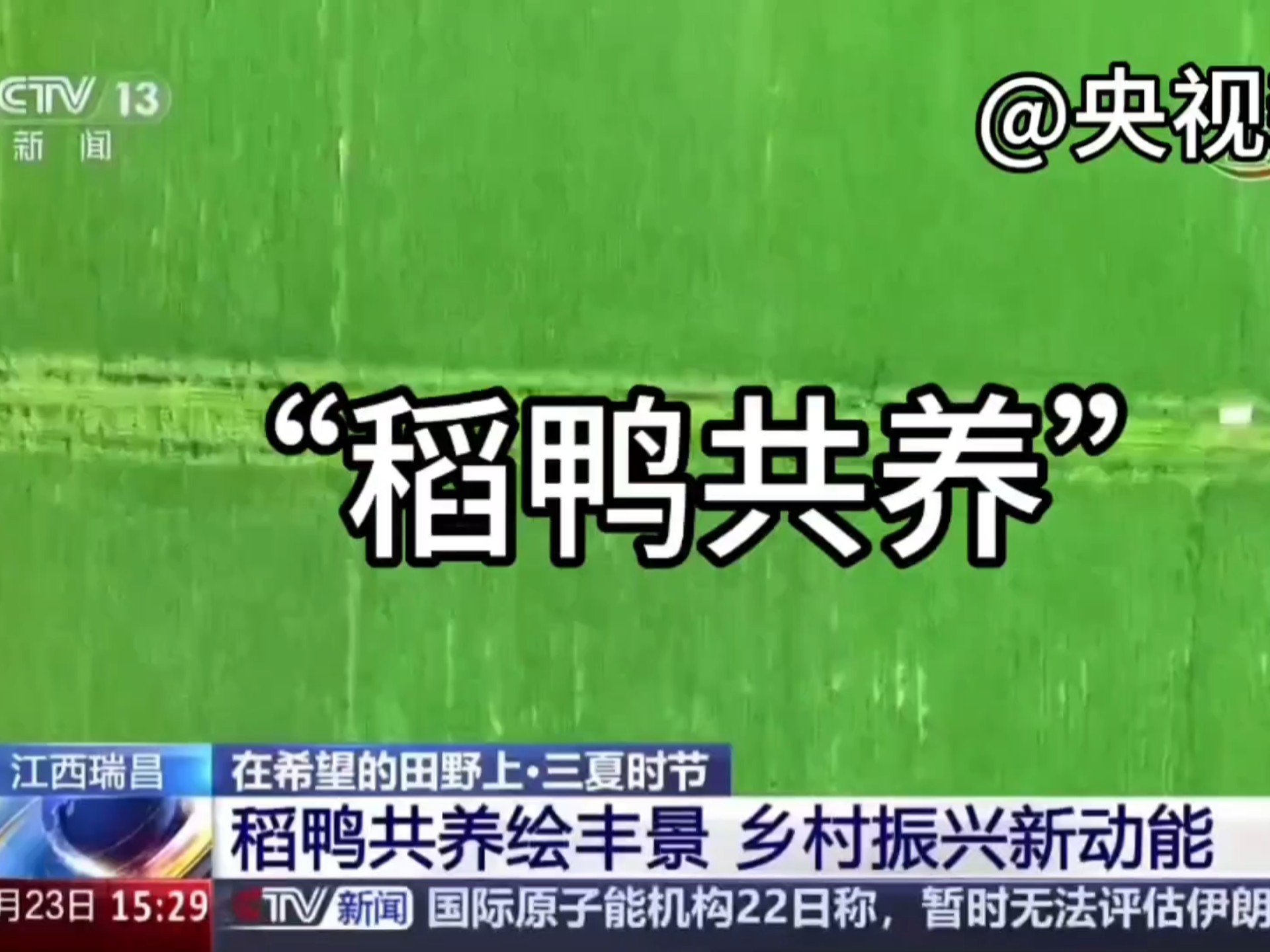 地理生态农业热点‖稻鸭共养模式的意义?