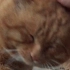 【流浪猫大橘】在视频堆里翻出来年初的肥美肉橘