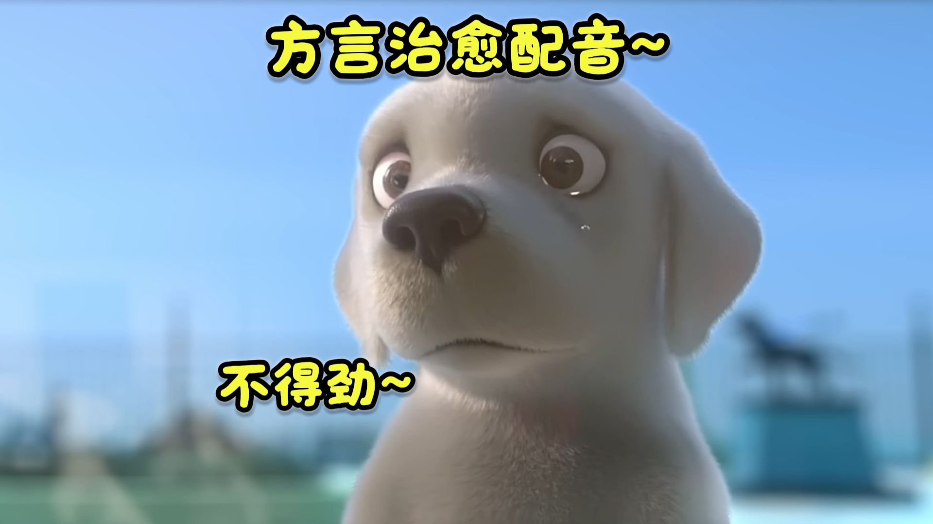 《河南导盲犬立大功》
