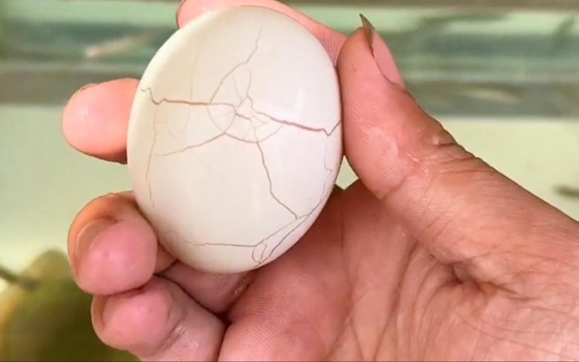 乌龟蛋孵化第一天