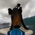 GoPro：卡马冲浪的猪（皮皮猪我们走(。・_・)/~~~）