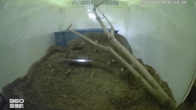 蛇是怎么蜕皮的过程 0dc323219f9965002c287aa4638bfdc7a11acf36.jpg@280w_158h_1c_100q.jpg