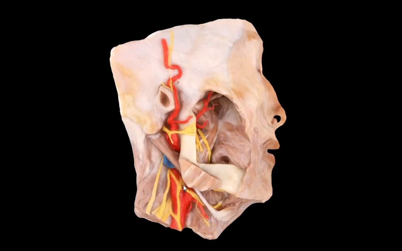 头面部3(面侧深区的血管神经)