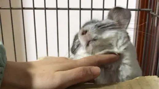 龙猫-是不是全天下龙猫都这样…