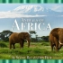 ⚜4K超清⚜ «非洲动物» 带有舒缓音乐的风景放松电影