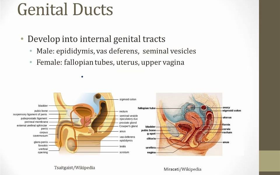 10. Genital Embryology哔哩哔哩bilibili