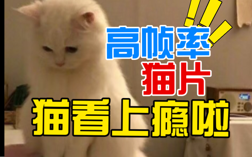 专为猫咪设计的高帧率大电影 解放铲屎官双手 实现全自动逗猫只需要一个视频