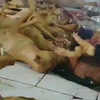 玉林狗肉市场
