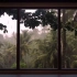 放松助眠—窗外雨林白噪音（建议循环）