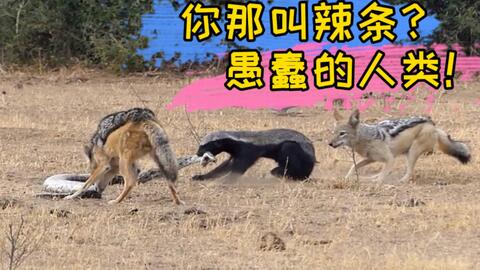 平头哥动物界的扛把子 0e3e44c9d0f8fa5c491d7352c54d40daf8c7a962.jpg@480w_270h_1c