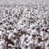 新疆棉花，世界顶级！