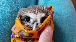 蛇是怎么喝水的 0e6abc558172941914008a6488af9b487a438326.png@310w_174h_1c_100q.jpg