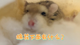 0e83e1d121d695bfaf7c5485ff29479c23126a9f.jpg@280w_158h_1c_100q.jpg