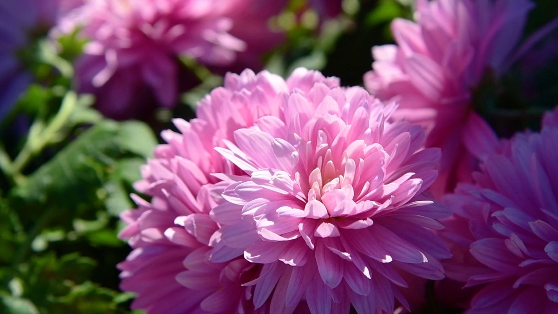 【空镜素材】四君子——菊