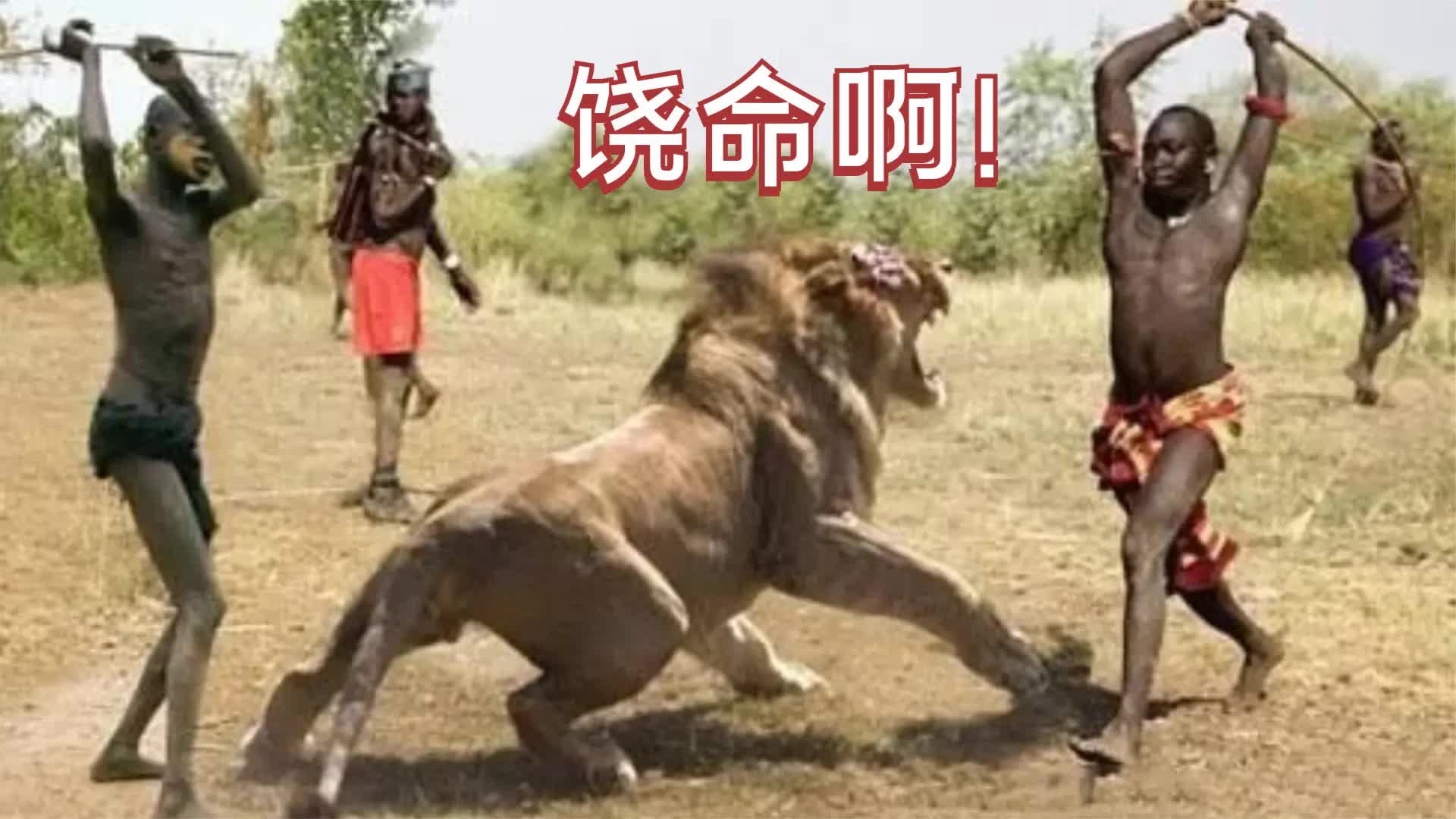 实拍非洲马赛人捕猎，场面太精彩刺激！10几根长矛追赶雄狮！