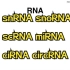 五分钟了解所有RNA(tRNA、tRNA、rRNA、snRNA、snoRNA、scRNA、lncRNA、miRNA、ci