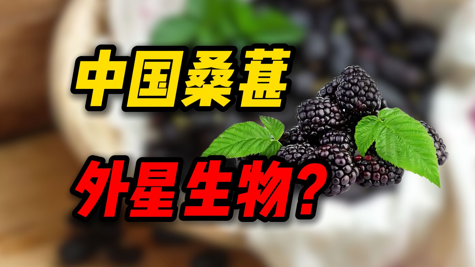 桑葚与桑树活在地球是屈才了
