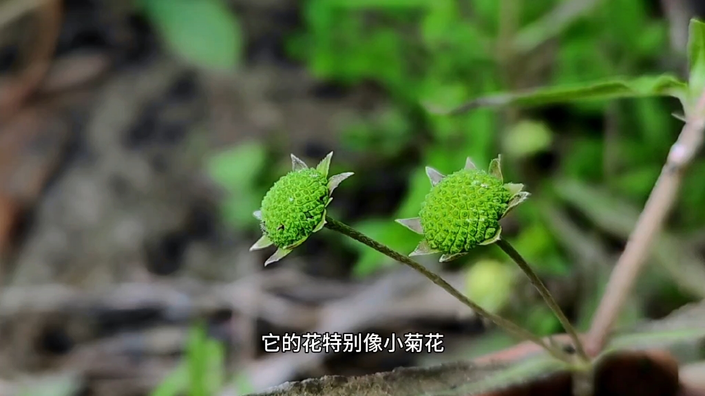 “墨旱莲”能搓出墨汁的植物，又称为“黑头草”它的价值你知道吗