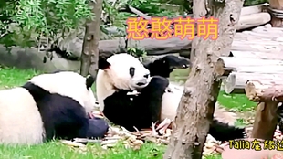 0ec6e77e743fc4ff14da256dc2c5ef05a86b8c3b.jpg@310w_174h_1c_100q.jpg