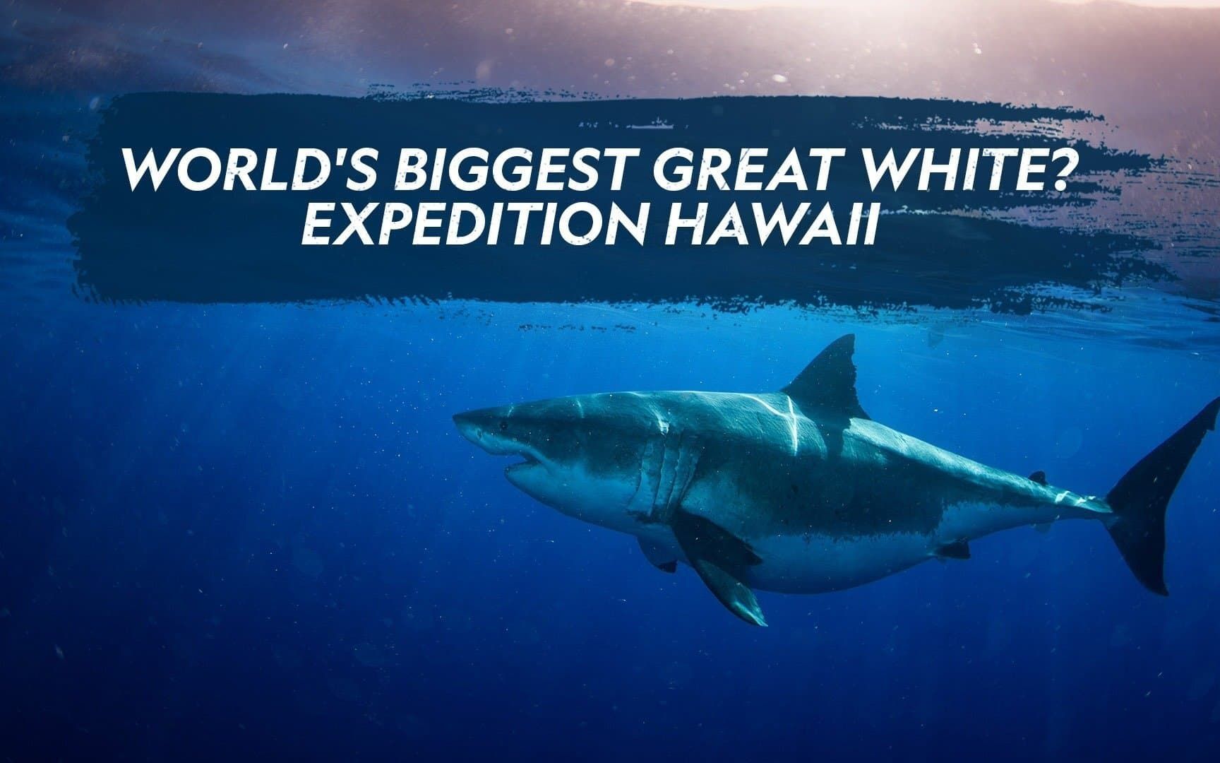 世上最大大白鲨：夏威夷探险 1080P 中英双语字幕 World's Biggest Great White?