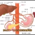 影像解剖讲解：腹腔干的主要分支有哪些？专科医生分享干货