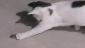 猫为什么特别喜欢吃老鼠 0edca87d8077fb04d9f4e8c162a6f4d399c3216d.jpg@280w_158h_1c_100q.jpg