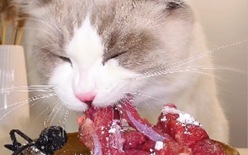 「生骨肉」见过猫吃饭，那见过有强迫症的猫吃饭吗？