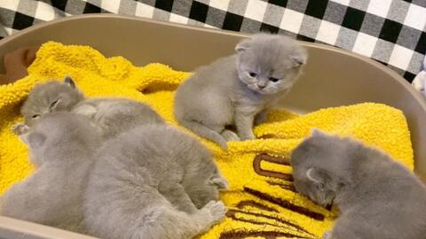 小猫的视频全过程 0eea440a86693d9e02bb4a7c29e58a6e9b055713.jpg@480w_270h_1c
