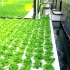 国外高科技水培种植蔬菜水果 全种植链