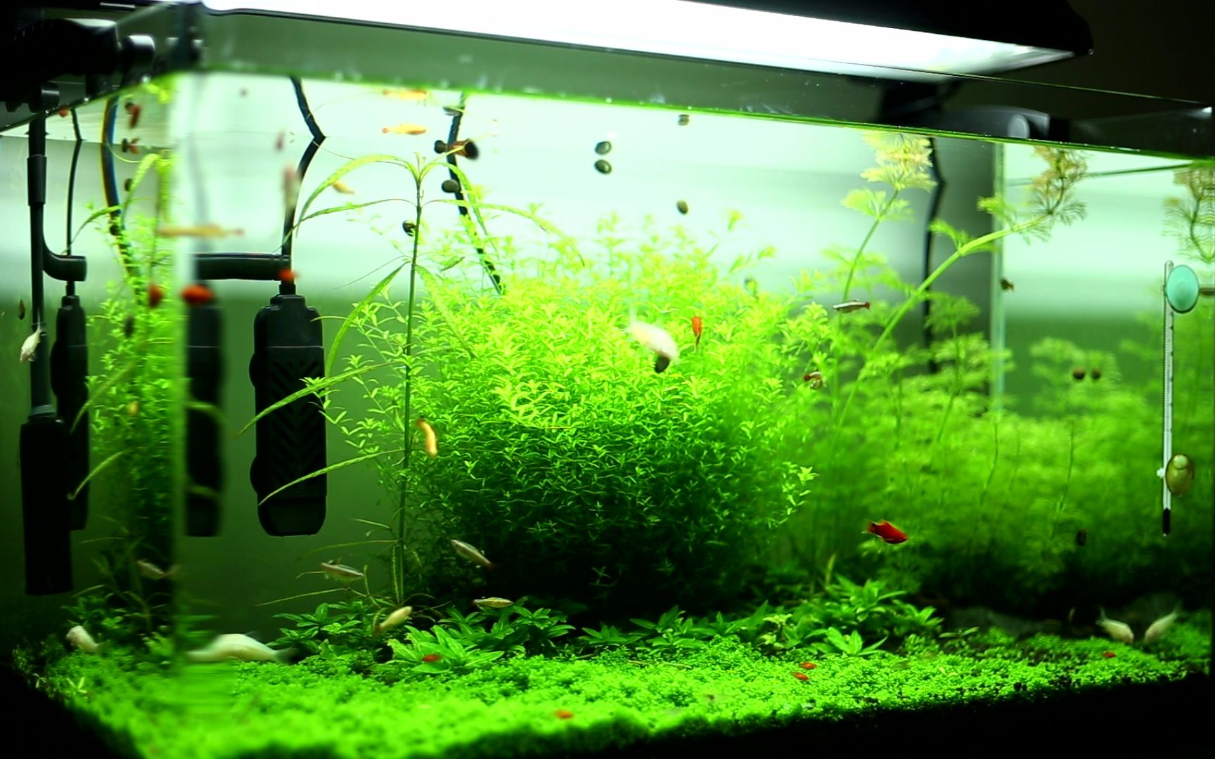 【草缸】60cm水草缸开缸150天记录