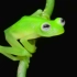 玻璃蛙，见过吗，透明的青蛙！