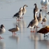 【湿地观鸟】冬天的鸟们都在干什么