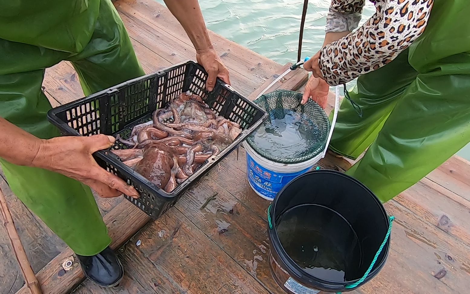 泰叔出海收竹筒竹筒里全是大海货最值钱的还是那只黑母蟹