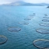 水产养殖的未来。新的养鱼技术