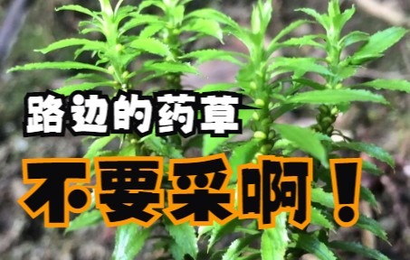 路边的药草不要采 | 解码生物多样性哔哩哔哩bilibili