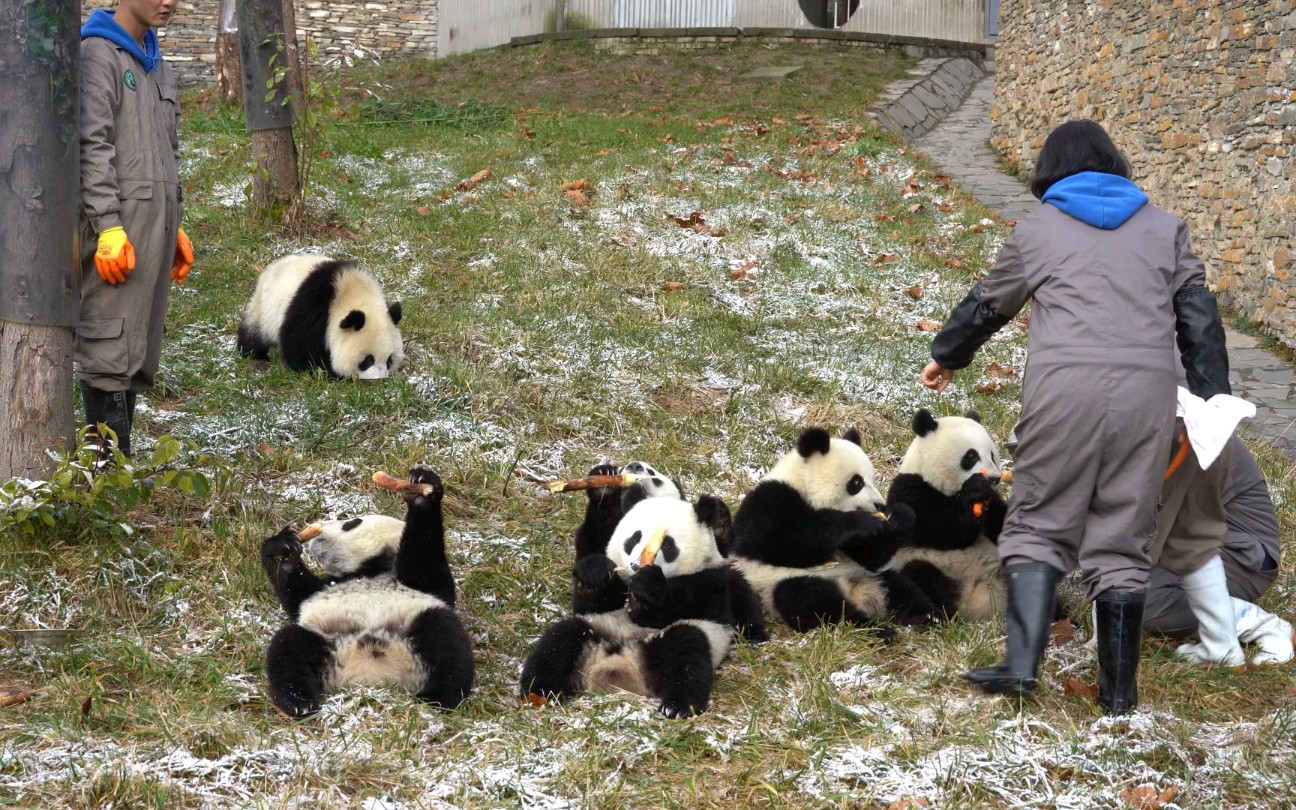 【大熊猫 耿达熊孩子】2019.12.19耿达幼儿园一班的熊孩子们，有序的盆盆奶和微醺奶后疯狂的磕笋